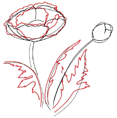 Как нарисовать мак цветок карандашом
