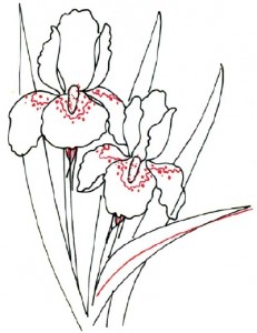 Как нарисовать цветы Ирисы поэтапно в 5 шагов. Шаг 4