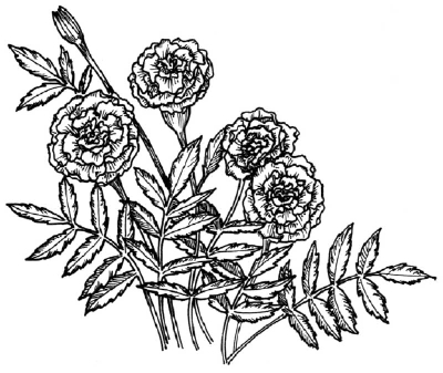 Как нарисовать Цветы Календулы