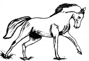 Как нарисовать Лошадь поэтапно в 4 шага 1