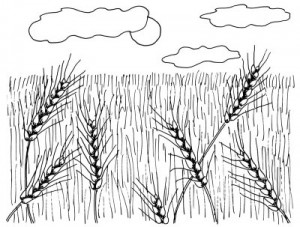 Как нарисовать Пшеничные поля поэтапно в 4 шага 1