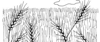 Как нарисовать Пшеничные поля