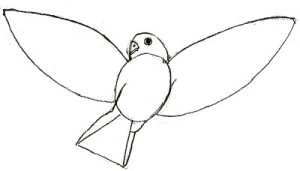 Как рисовать птиц поэтапно в 6 шагов