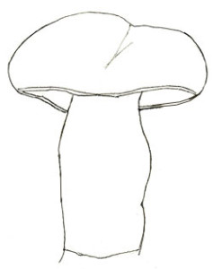 Как нарисовать грибы поэтапно в 6 шагов 5