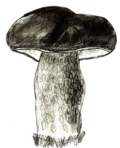 Как нарисовать грибы поэтапно в 6 шагов 6