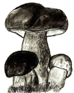 Как нарисовать грибы поэтапно в 6 шагов 7