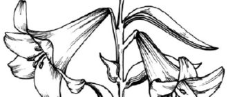 Как нарисовать цветы Лилии