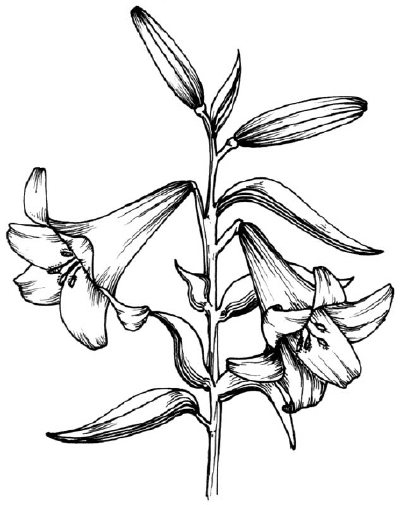 Как нарисовать цветы Лилии