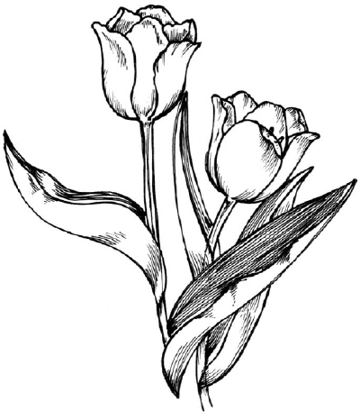 Как нарисовать цветы Тюльпаны