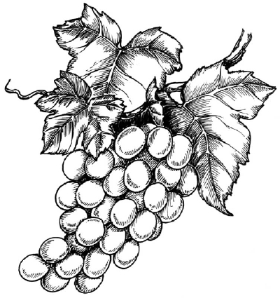 Как нарисовать гроздь винограда