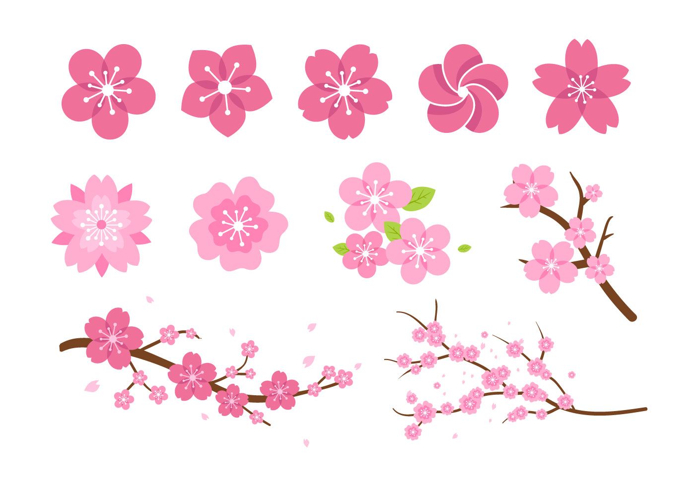 Цветок сакуры разные виды