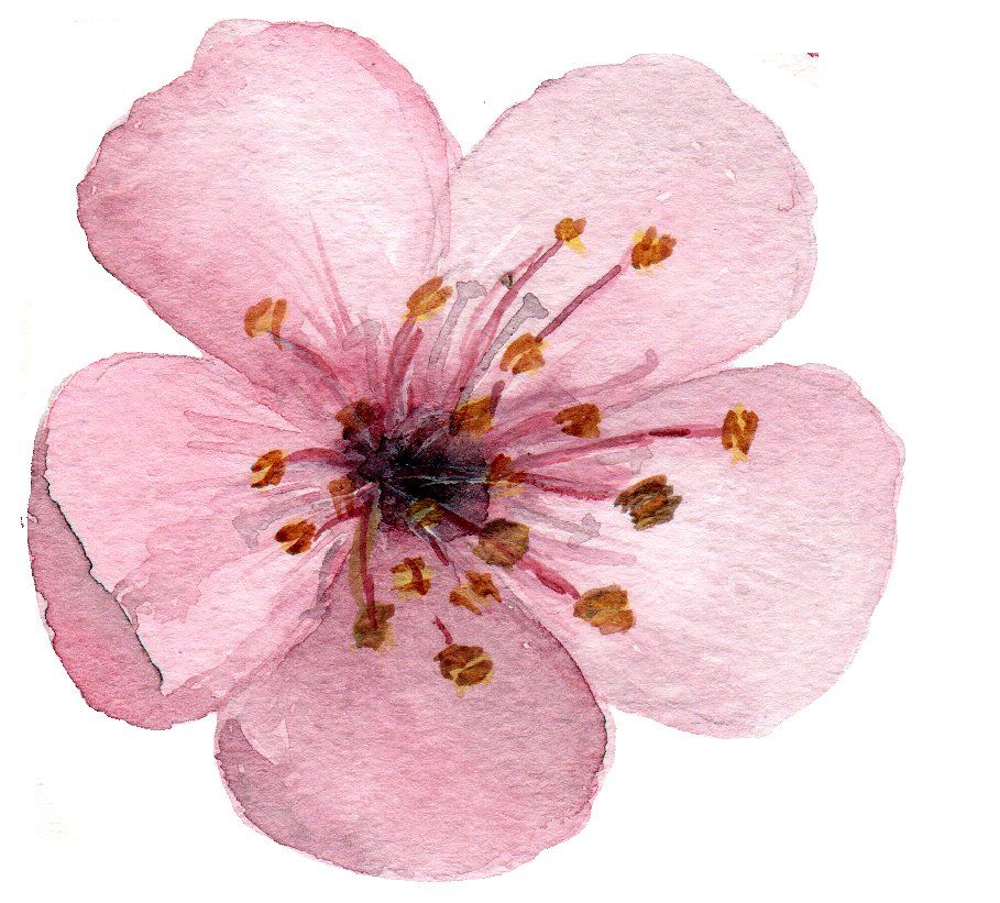 Цветок сакуры