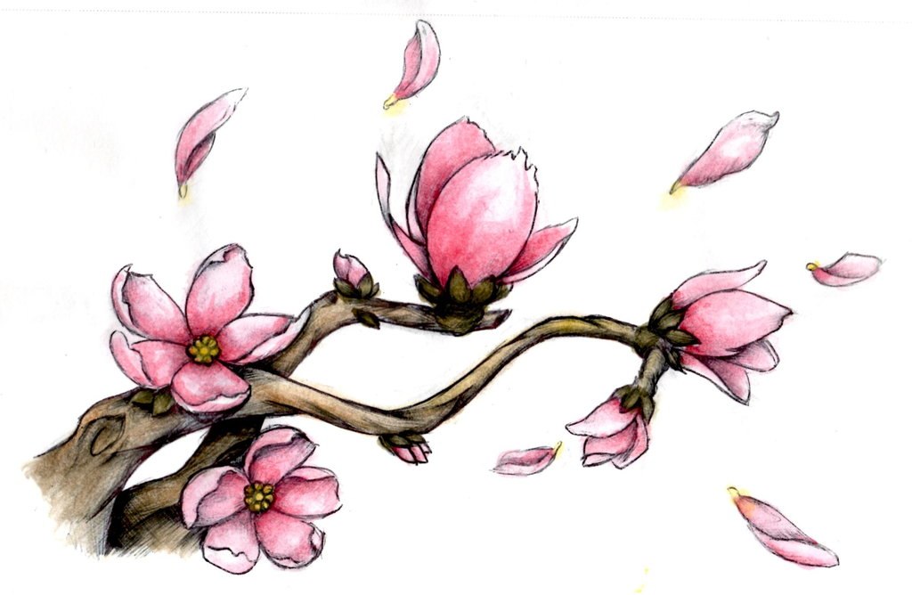 Сакура цветет рисунок