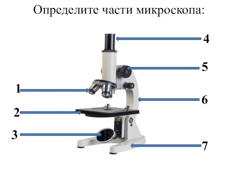 Рисунок микроскоп