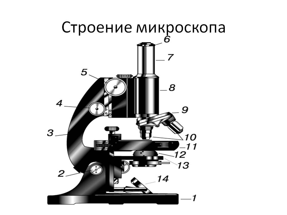 Рисунок строение микроскопа