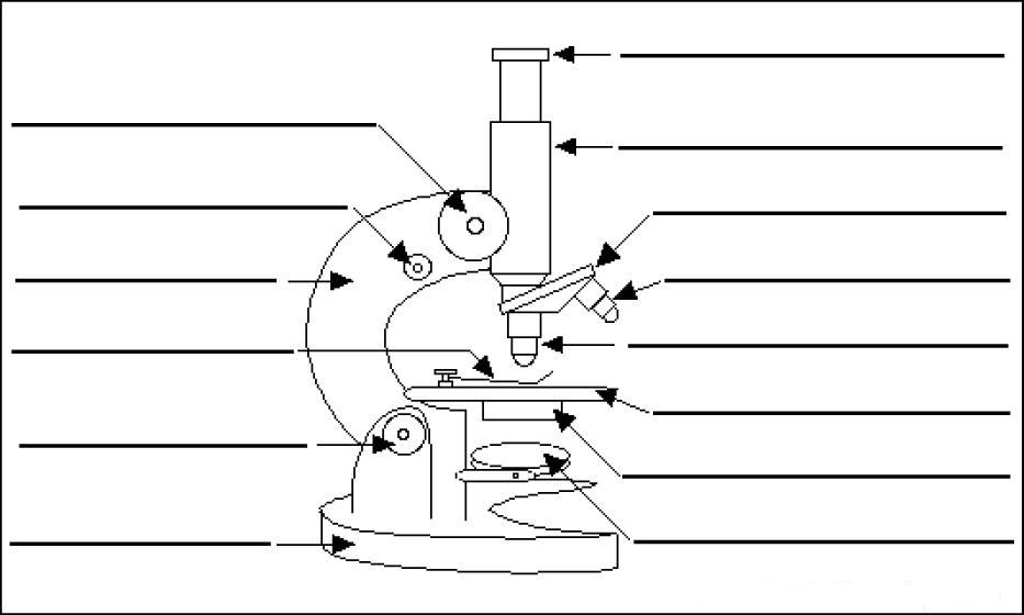 Рисунок микроскопа