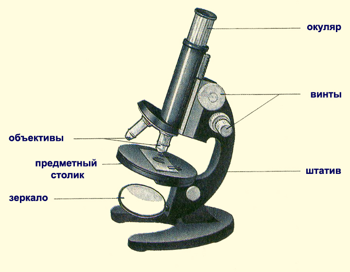 Из чего состоит микроскоп рисунок