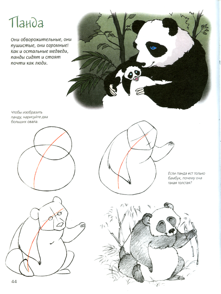 Этапы рисования панды картинка