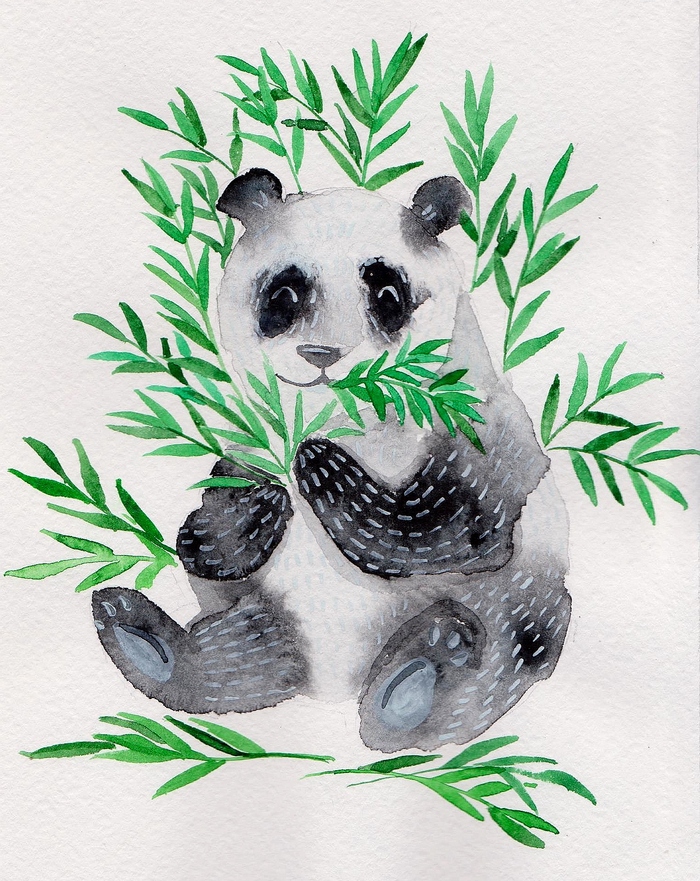 Цветной рисунок панды