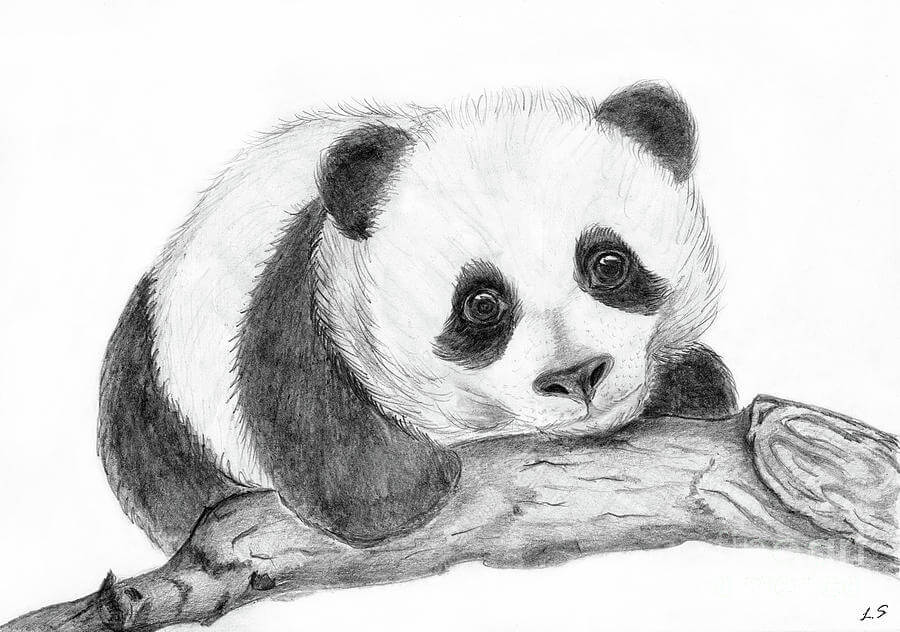 Рисунок панды самый легкий - 43 фото