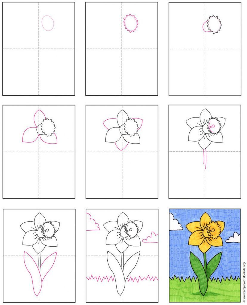 Поэтапное рисование нарцисса