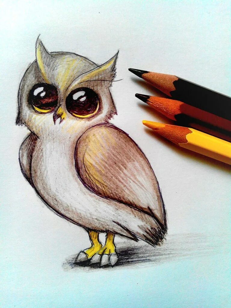 Рисунок совы карандашом