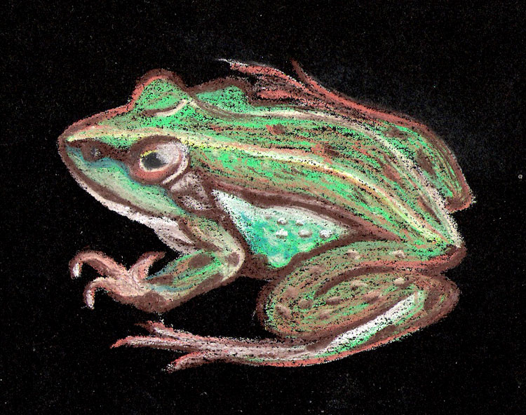 лягушка рисунок карандашом цветным