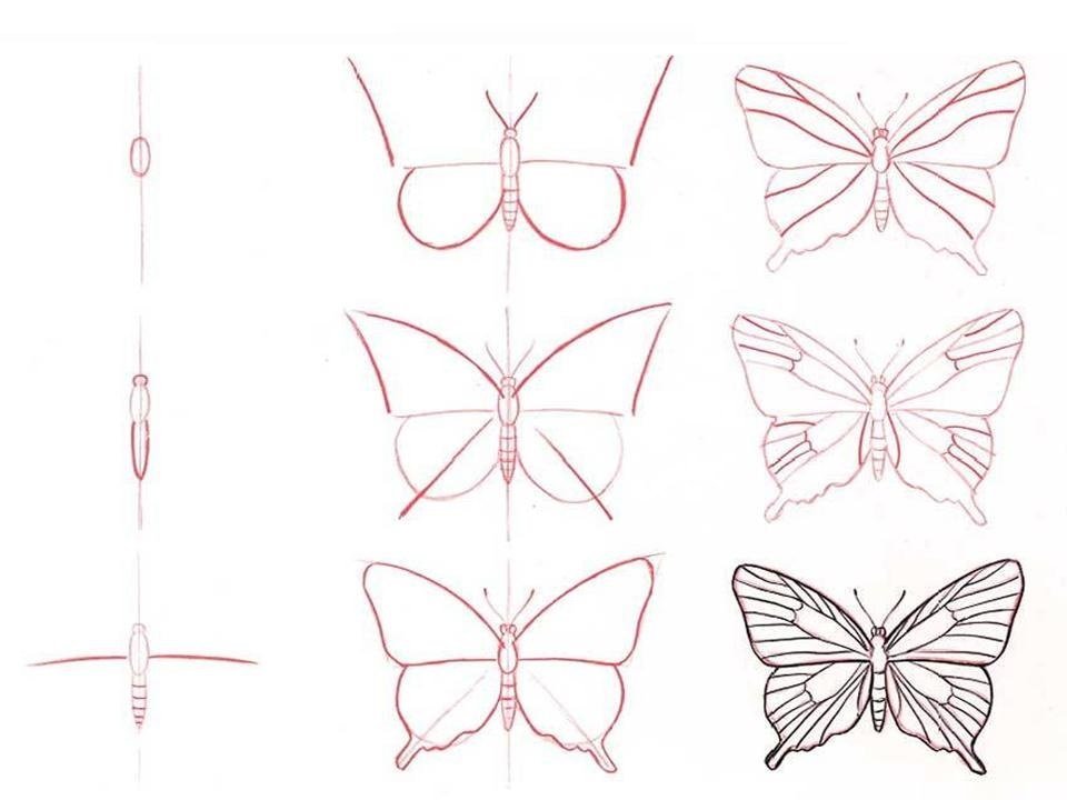 Рисунок бабочки поэтапно