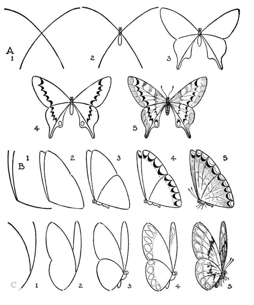 Рисунок бабочки поэтапно