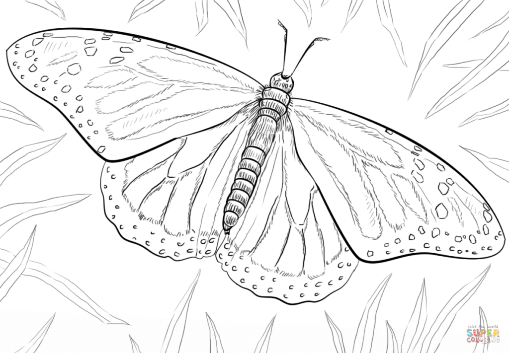 рисунок бабочки карандашом