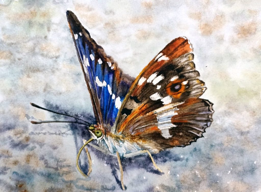 Рисунок бабочки