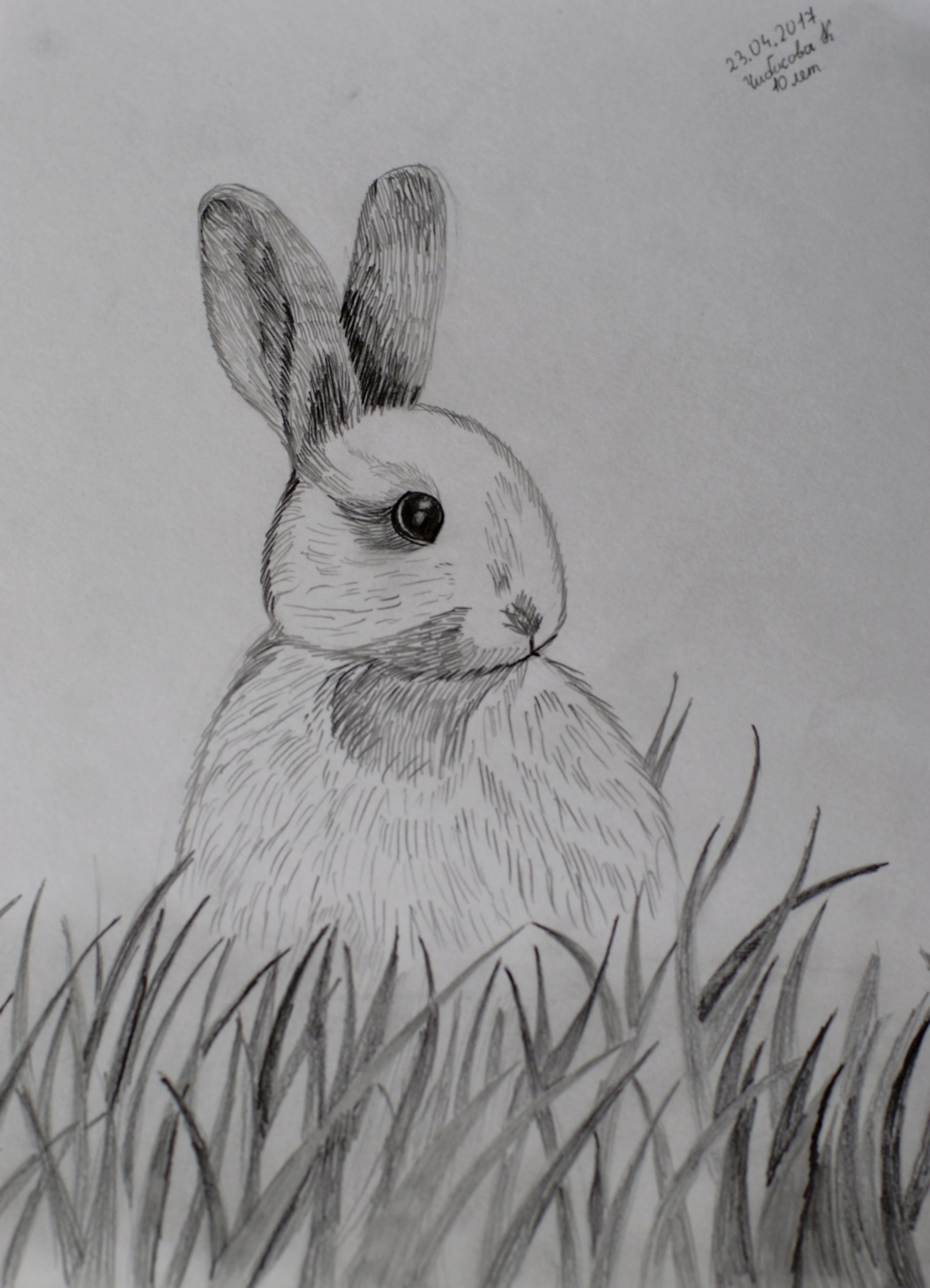 Кролик карандаш рисунок