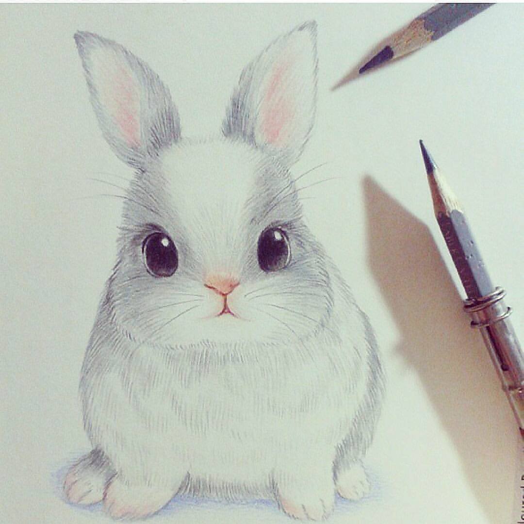 Кролик карандаш рисунок
