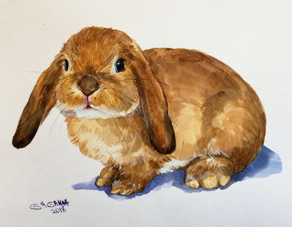 Рисунок кролика